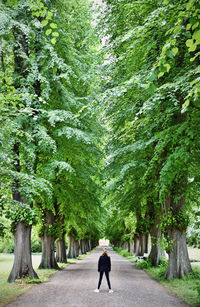 Rear view of man walking on footpath amidst trees