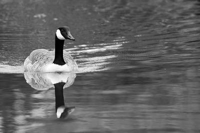 Close-up of swan swimming on lake