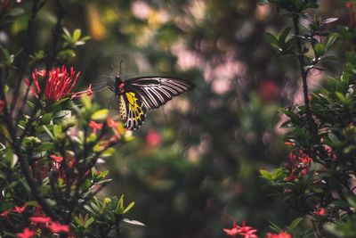 Butterfly pollinating on flower