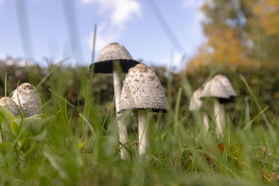 Mushrooms on a meadow