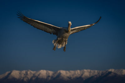 Low angle view of bird flying against sky during sunset