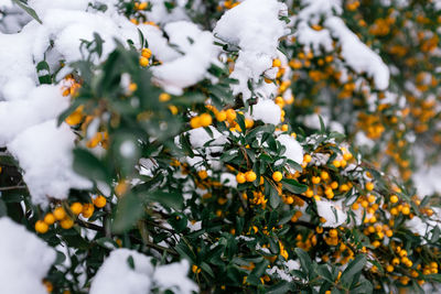 Close-up of snow covered tree