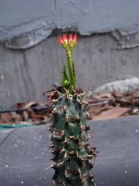 Close-up of caterpillar on cactus