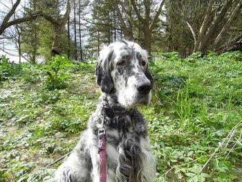 Dog on field against trees