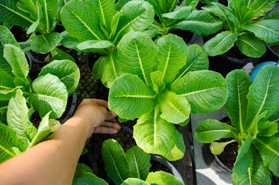 Midsection of person holding plant