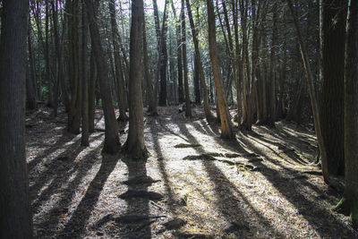 Trees growing in forest