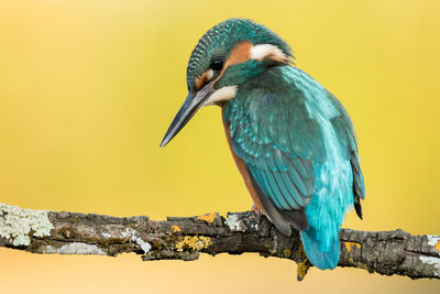 Close-up of bird perching on a tree