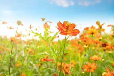 Close-up of orange flowering plants on field against sky