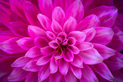 Close-up of pink dahlia