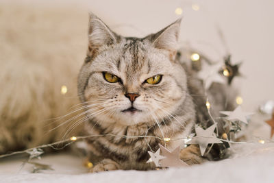 A cat of the scottish straight cat breed sits on a bed. good new year spirit.