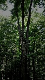 Low angle view of trees in forest