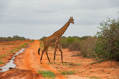 A reticulated giraffe on a dirt road at tsavo east national park in kenya