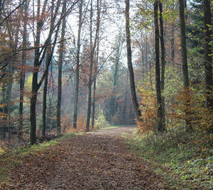 Trees growing in forest during autumn