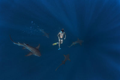 Man swimming with nurse sharks in deep blue sea