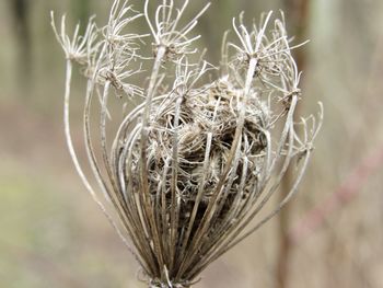 Close-up of dried plant