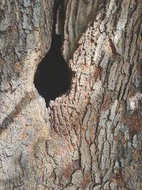 Full frame shot of tree trunk