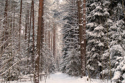 Pine trees in snow covered forest