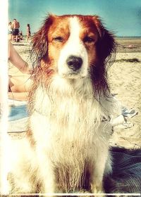 Dog in sea