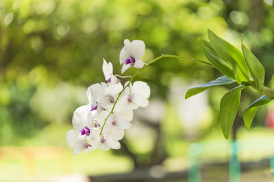 White orchid flowers in the okinawa islands in southern japan