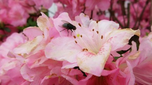 Close-up of butterfly on pink flower