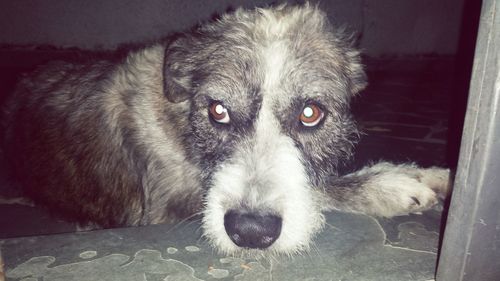 Close-up portrait of dog