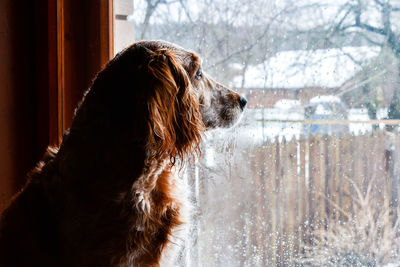 Dog looking away on snow covered landscape