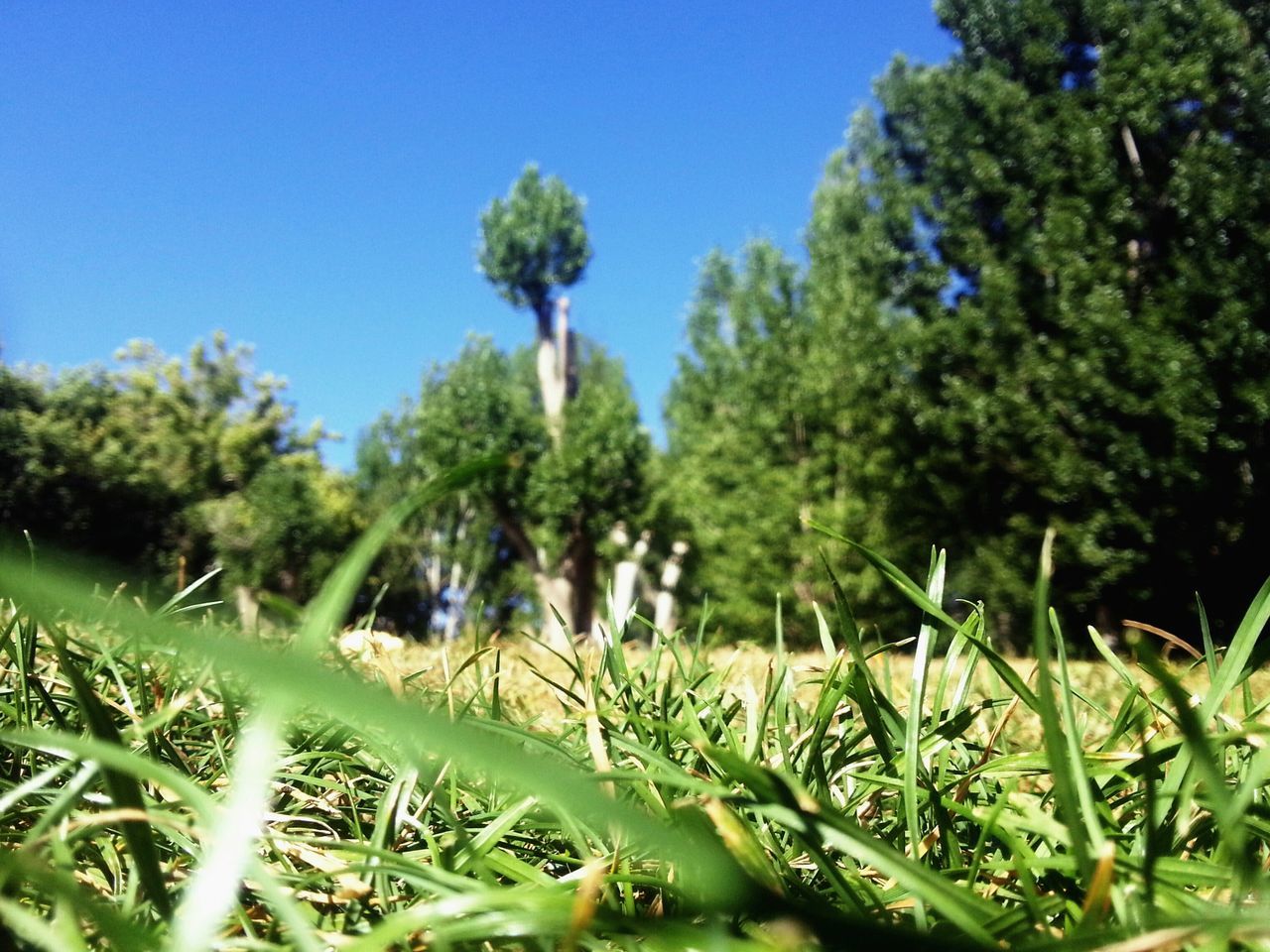 growth, tree, clear sky, green color, blue, plant, nature, beauty in nature, grass, tranquility, field, sunlight, green, tranquil scene, growing, day, sky, outdoors, lush foliage, scenics