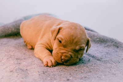 Pitbull puppy, 2 weeks old