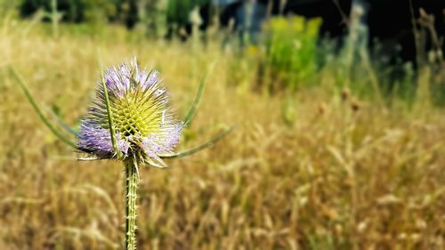 Close-up of purple flower on field