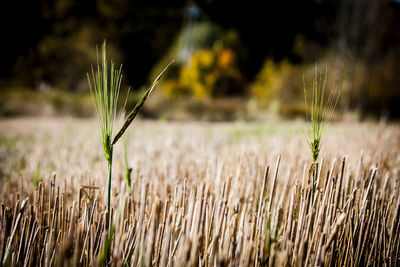 Close-up of wheat field