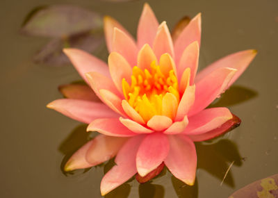 Close-up of pink lotus water lily in lake