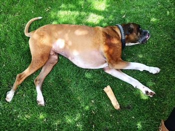 High angle view of dog lying on field