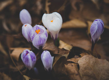 Close-up of crocus blooming outdoors