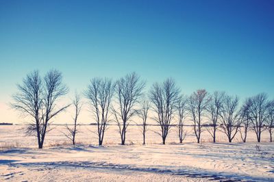 Bare trees on landscape against clear sky