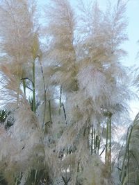 Close-up of trees against sky