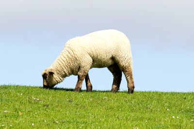 Sheep grazing in a field