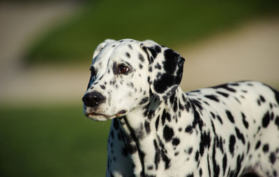 Close-up of dalmatian dog