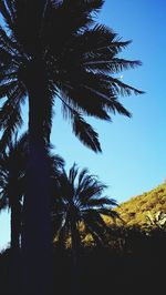 Low angle view of palm trees against clear blue sky