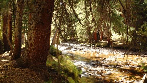 Trees in forest