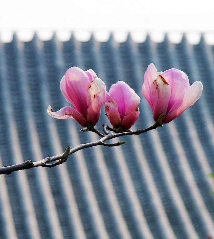 flower, fragility, petal, focus on foreground, freshness, close-up, beauty in nature, flower head, nature, growth, fence, water, plant, stem, pink color, blooming, no people, day, bud, outdoors