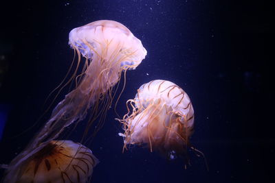 Close-up of jellyfish swimming in sea