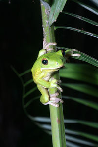 Close-up of frog on plant