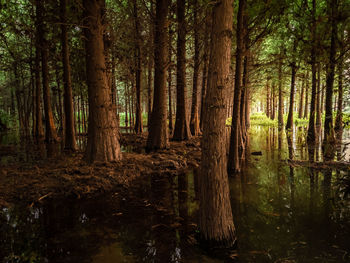 Trees growing in forest