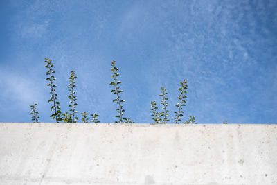 Low angle view of plant against clear blue sky and behind a white abstract concrete wall