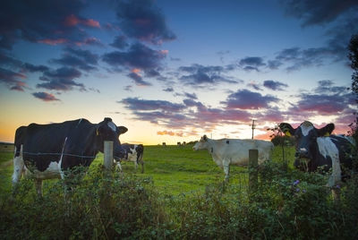 Cows standing on field against sky during sunset