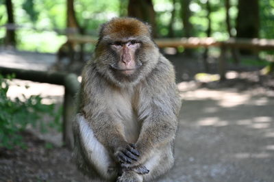 Portrait of monkey sitting on looking away
