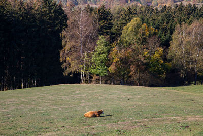 View of an animal on field