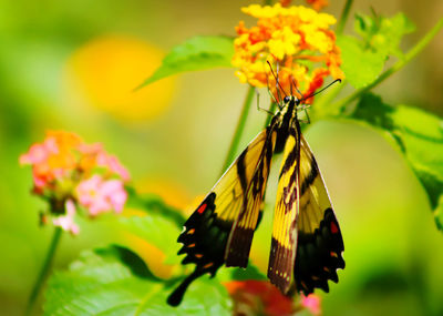 Close-up of butterfly pollinating on flower