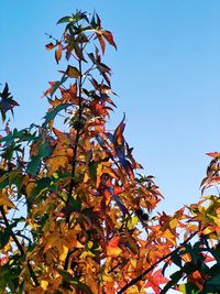 Low angle view of autumnal tree against blue sky