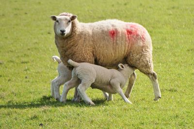 Sheep in a field